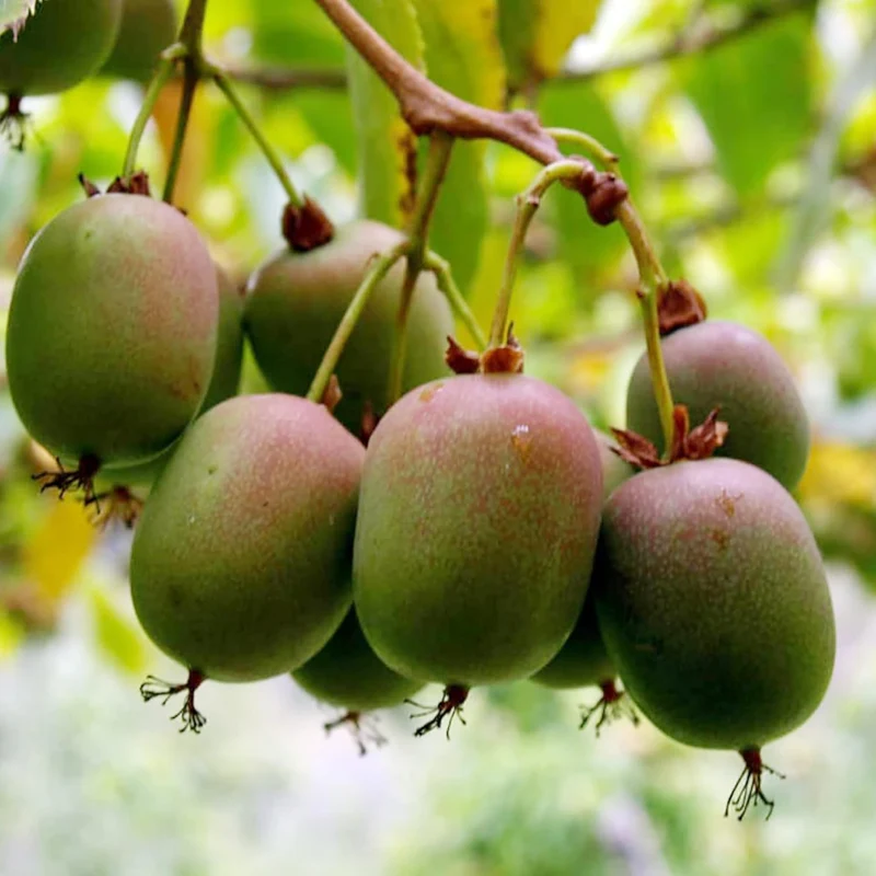 Hardy Kiwi Seeds - Actinidia Arguta Perennial Climber for Trellises & Fences, GMO-Free, Fragrant Fruit & Berries - 10Pcs Fruit Seeds