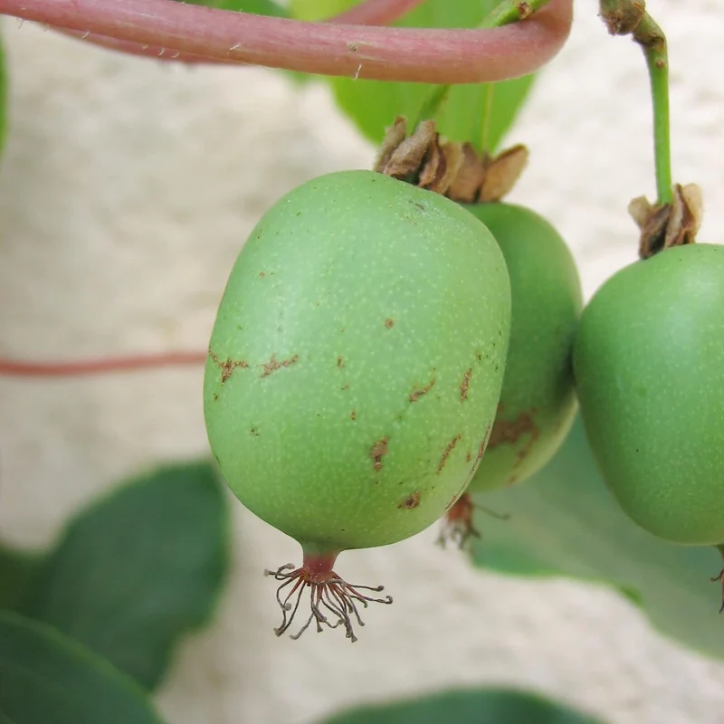 Hardy Kiwi Seeds - Actinidia Arguta Perennial Climber for Trellises & Fences, GMO-Free, Fragrant Fruit & Berries - 10Pcs Fruit Seeds