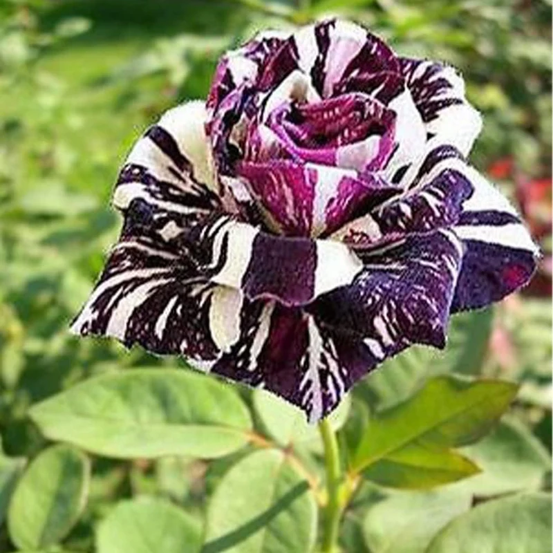 Black Dragon Rose Seeds – Rare Dark Bloom Garden Rose