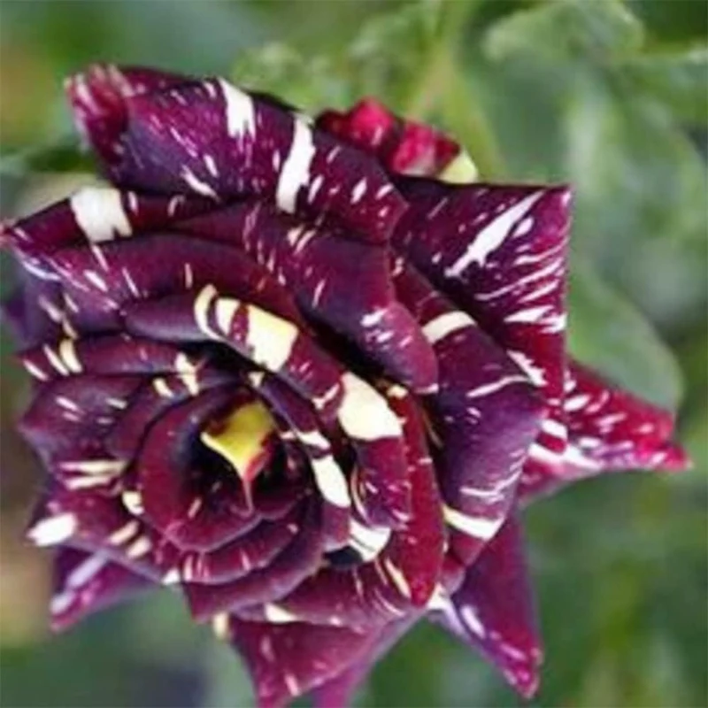 Black Dragon Rose Seeds – Rare Dark Bloom Garden Rose