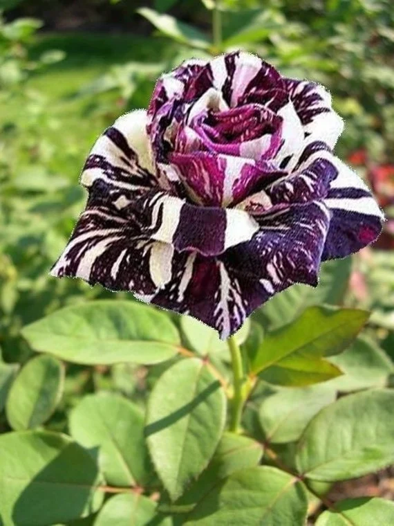 Black Dragon Rose Seeds – Rare Dark Bloom Garden Rose