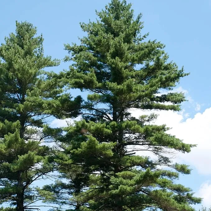 Eastern White Pine Seeds, Pinus Strobus, Fast Growing Evergreen Windbreak, Shade Tree, Ideal for Outdoor Decoration