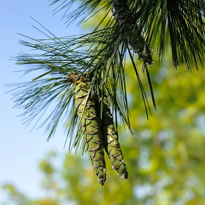 Eastern White Pine Seeds, Pinus Strobus, Fast Growing Evergreen Windbreak, Shade Tree, Ideal for Outdoor Decoration