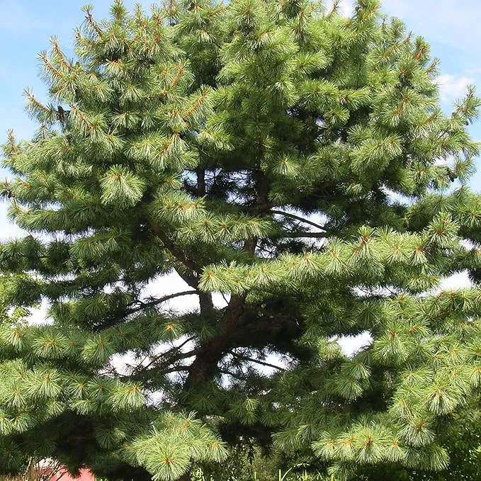 Eastern White Pine Seeds, Pinus Strobus, Fast Growing Evergreen Windbreak, Shade Tree, Ideal for Outdoor Decoration