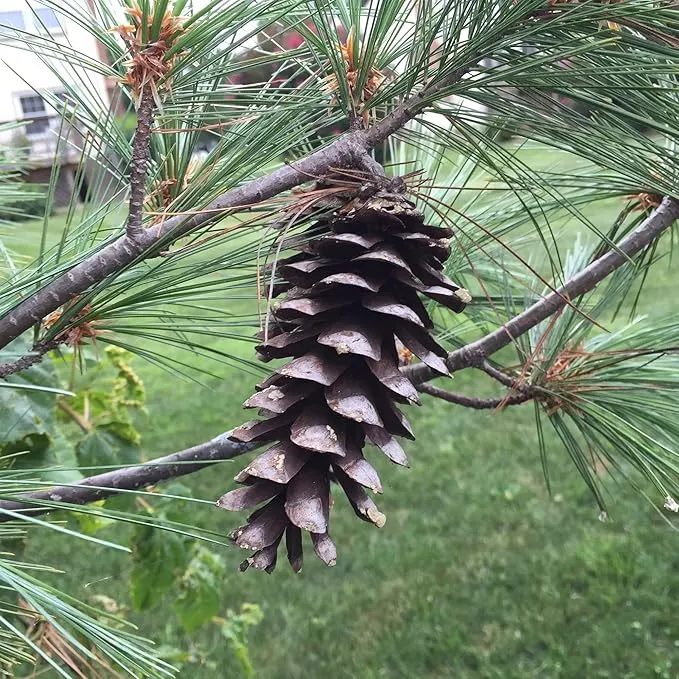 Eastern White Pine Seeds, Pinus Strobus, Fast Growing Evergreen Windbreak, Shade Tree, Ideal for Outdoor Decoration