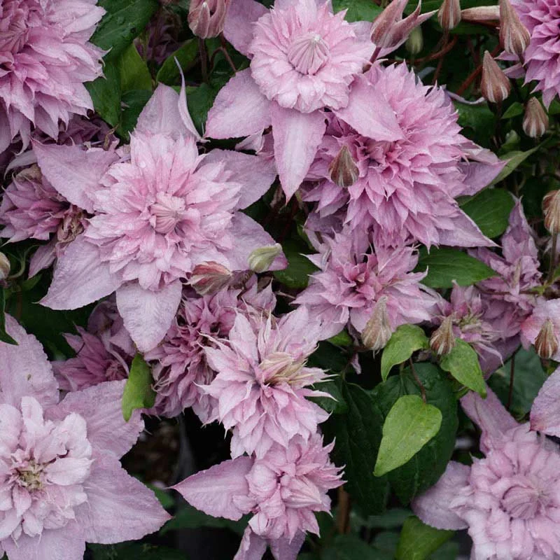 Double White Pink Clematis Seeds – Beautiful Climbing Blooms for Arbors & Garden Decor