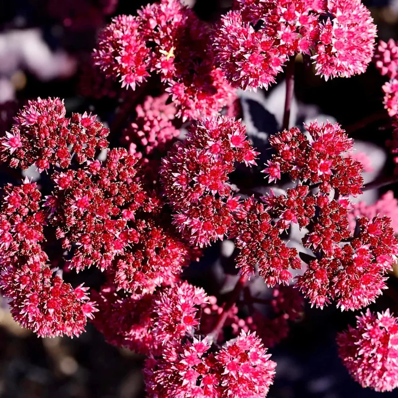 Sedum Seeds Showy Stonecrop Perennial Border Stonecrop Deer And Rabbit Resistant Drought Tolerant Attracts Pollinators