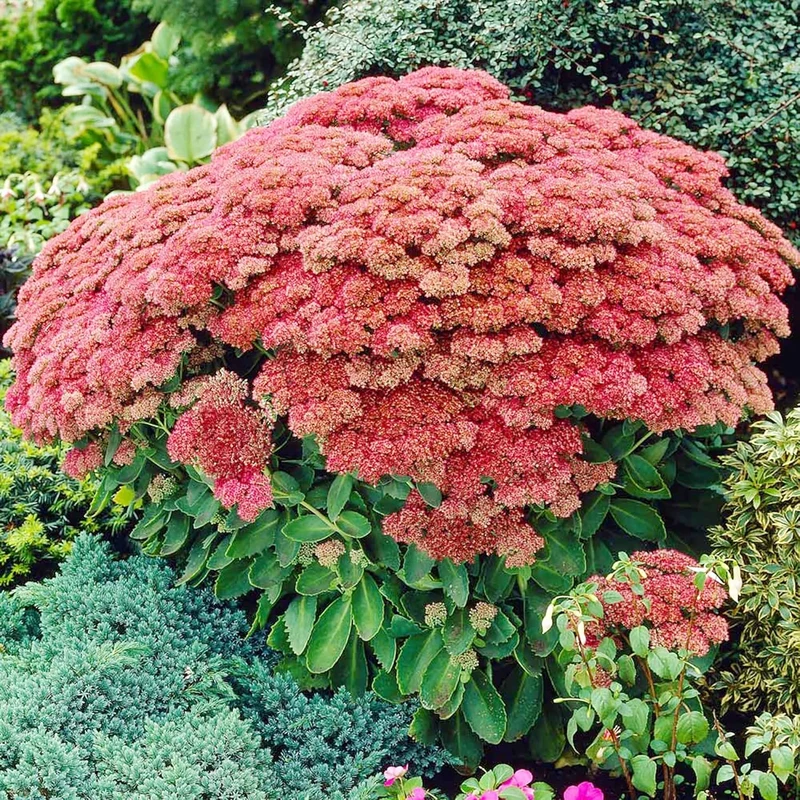 Sedum Seeds Showy Stonecrop Perennial Border Stonecrop Deer And Rabbit Resistant Drought Tolerant Attracts Pollinators