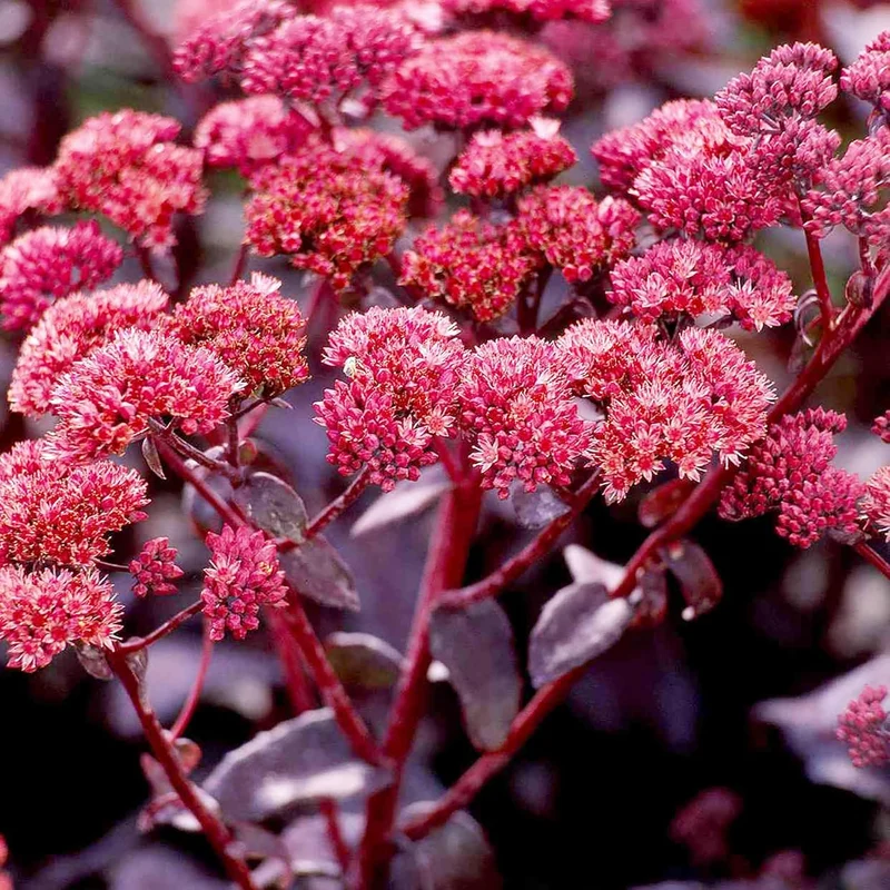 Sedum Seeds Showy Stonecrop Perennial Border Stonecrop Deer And Rabbit Resistant Drought Tolerant Attracts Pollinators