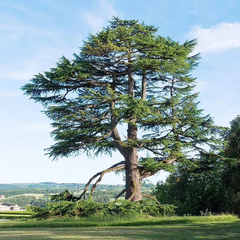 Cedrus libani Seeds – Cedar of Lebanon Low-Maintenance, Drought-Tolerant Evergreen Tree