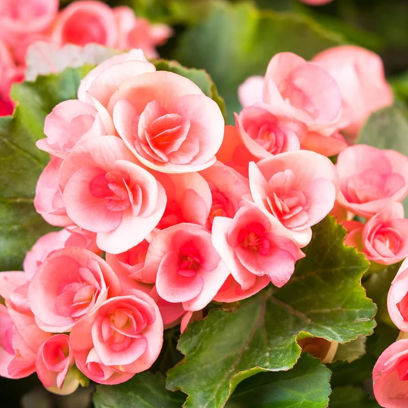 Begonia Seeds (Pink Rieger Begonia Seeds) - Showy Blooms and Attractive Foliage for Indoor and Outdoor Use