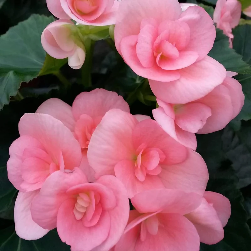 Begonia Seeds (Pink Rieger Begonia Seeds) - Showy Blooms and Attractive Foliage for Indoor and Outdoor Use