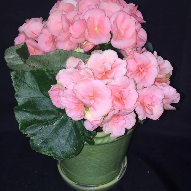 Begonia Seeds (Pink Rieger Begonia Seeds) - Showy Blooms and Attractive Foliage for Indoor and Outdoor Use