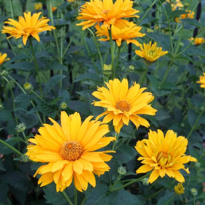 False Sunflower Seeds (Heliopsis Helianthoides) - Hardy Perennial, Heat & Drought Tolerant Blooms