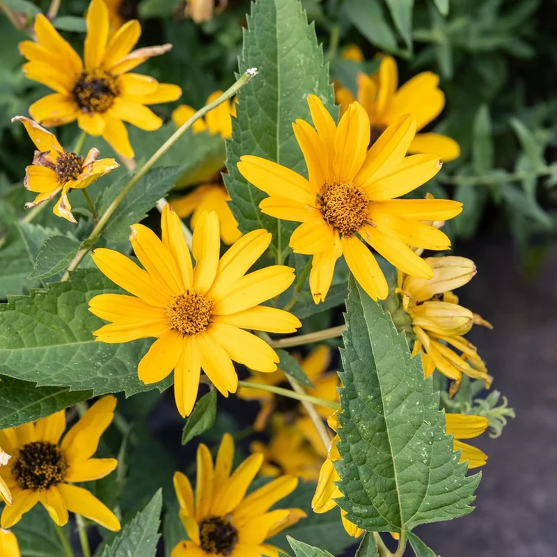 False Sunflower Seeds (Heliopsis Helianthoides) - Hardy Perennial, Heat & Drought Tolerant Blooms
