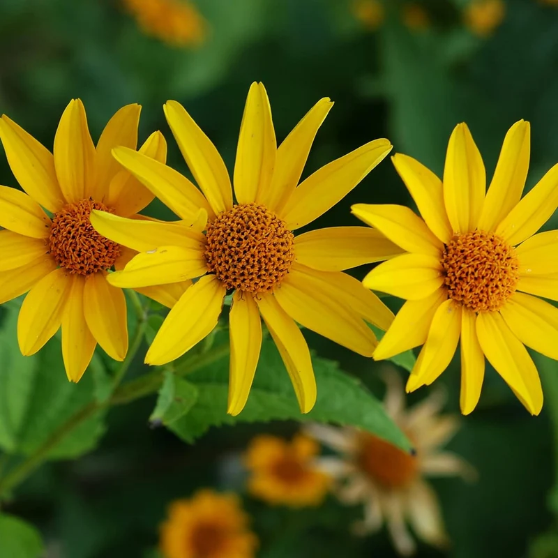 False Sunflower Seeds (Heliopsis Helianthoides) - Hardy Perennial, Heat & Drought Tolerant Blooms