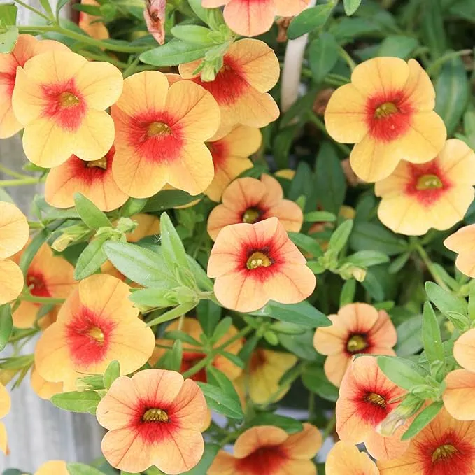 Calibrachoa Flower Seeds for Planting Million Bells Herbaceous Perennial, Attracts Butterflies
