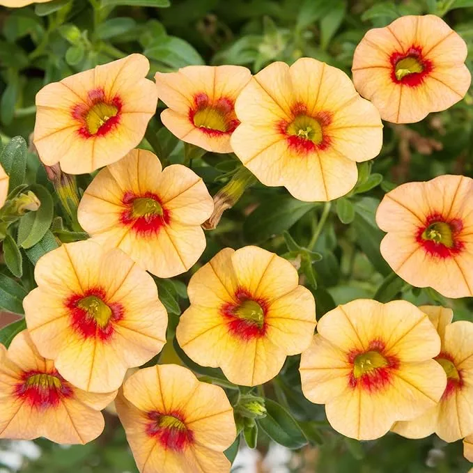 Calibrachoa Flower Seeds for Planting Million Bells Herbaceous Perennial, Attracts Butterflies