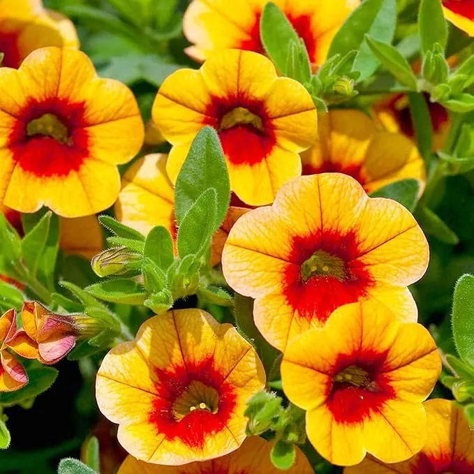 Calibrachoa Flower Seeds for Planting Million Bells Herbaceous Perennial, Attracts Butterflies