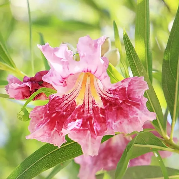 Desert Willow Shrub Seeds – Chilopsis linearis Non-GMO, Drought-Tolerant, Fast-Growing