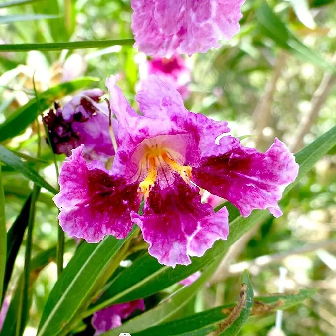 Desert Willow Shrub Seeds – Chilopsis linearis Non-GMO, Drought-Tolerant, Fast-Growing