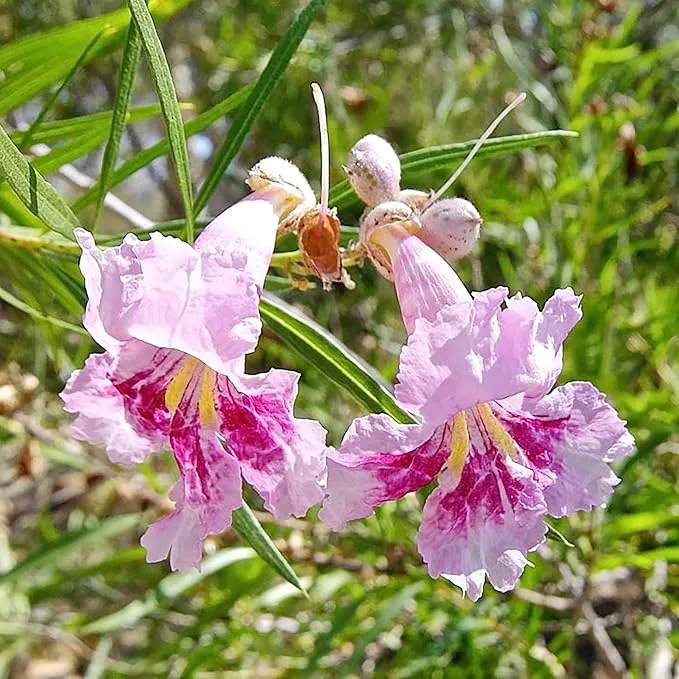 Desert Willow Shrub Seeds – Chilopsis linearis Non-GMO, Drought-Tolerant, Fast-Growing