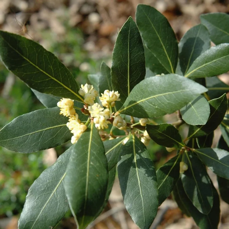 Bay Laurel Seeds (Laurus Nobilis) - Fragrant Culinary Evergreen Tree or Shrub for Gardens & Landscapes - 65 Pieces