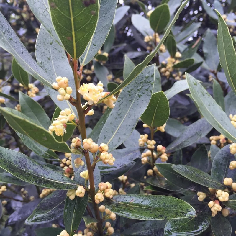 Bay Laurel Seeds (Laurus Nobilis) - Fragrant Culinary Evergreen Tree or Shrub for Gardens & Landscapes - 65 Pieces