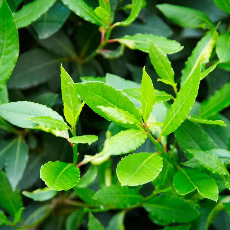 Bay Laurel Seeds (Laurus Nobilis) - Fragrant Culinary Evergreen Tree or Shrub for Gardens & Landscapes - 65 Pieces