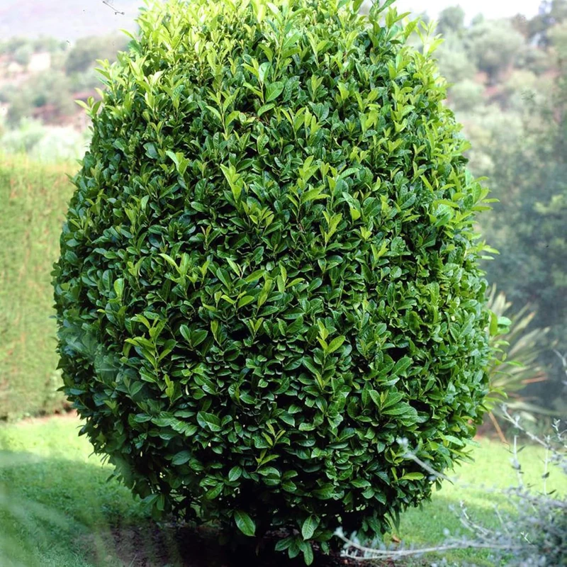 Bay Laurel Seeds (Laurus Nobilis) - Fragrant Culinary Evergreen Tree or Shrub for Gardens & Landscapes - 65 Pieces