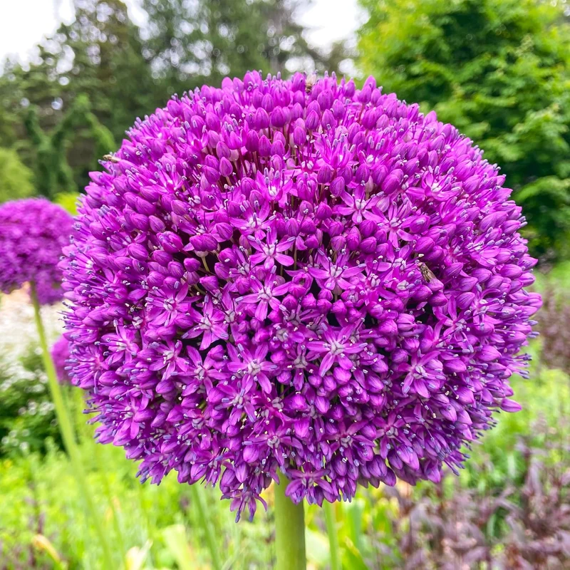 Giant Purple Allium Giganteum Seeds Organic Ornamental Onion Perennial Flower - Non-GMO Beautiful Garden Plant Seeds