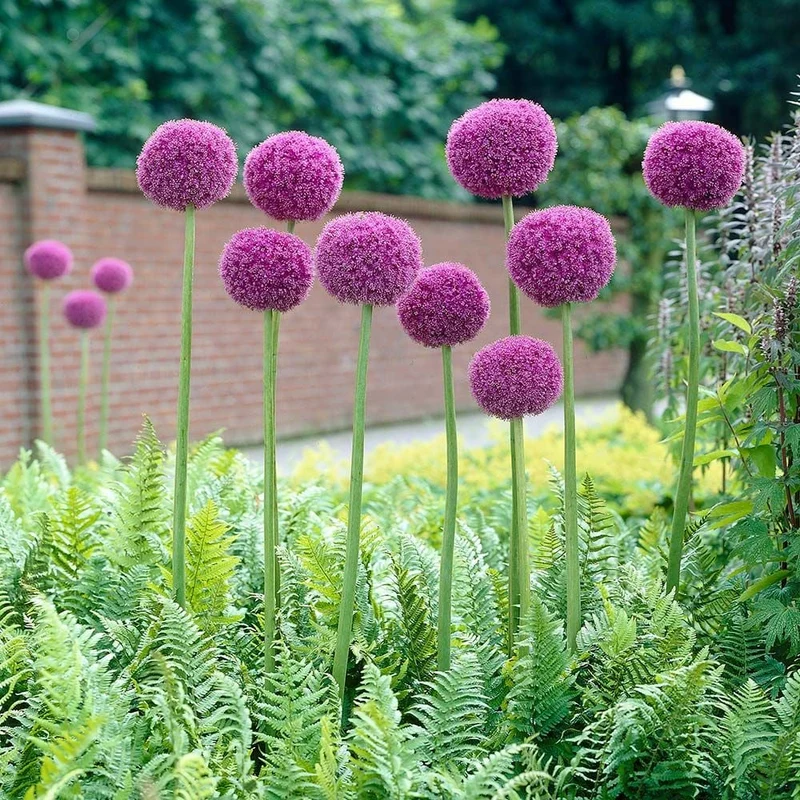 Giant Purple Allium Giganteum Seeds Organic Ornamental Onion Perennial Flower - Non-GMO Beautiful Garden Plant Seeds