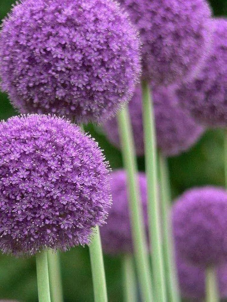 Giant Purple Allium Giganteum Seeds Organic Ornamental Onion Perennial Flower - Non-GMO Beautiful Garden Plant Seeds