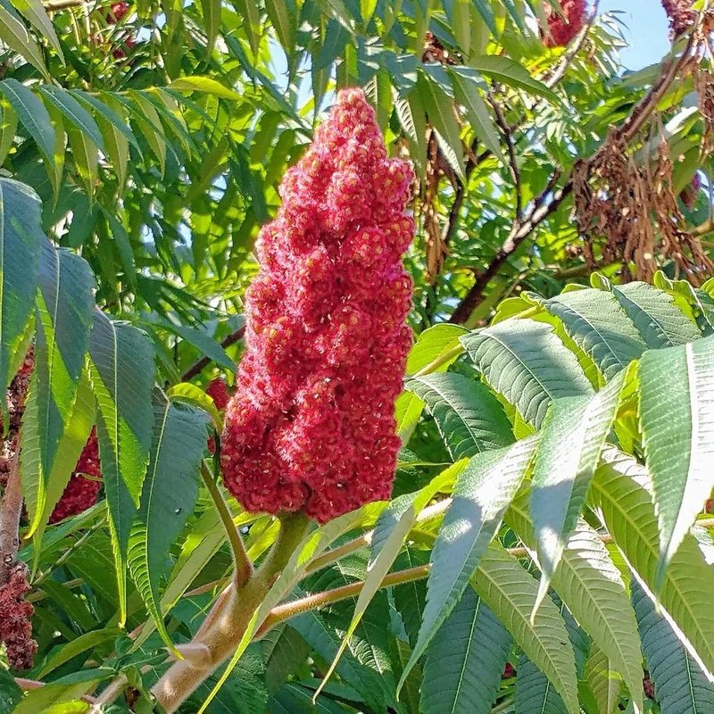 Staghorn Sumac Seeds – Rhus typhina Fast-Growing, Drought-Tolerant Deciduous Shrub