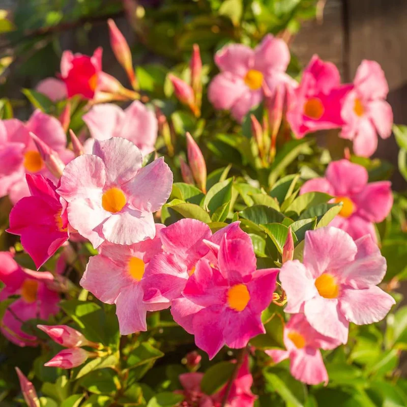 Mandevilla Sanderi Seeds Brazilian Jasmine Beautiful Colorful Fragrance Blooms Easy Care for Gardens And Containers