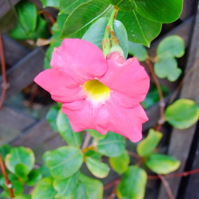 Mandevilla Sanderi Seeds Brazilian Jasmine Beautiful Colorful Fragrance Blooms Easy Care for Gardens And Containers