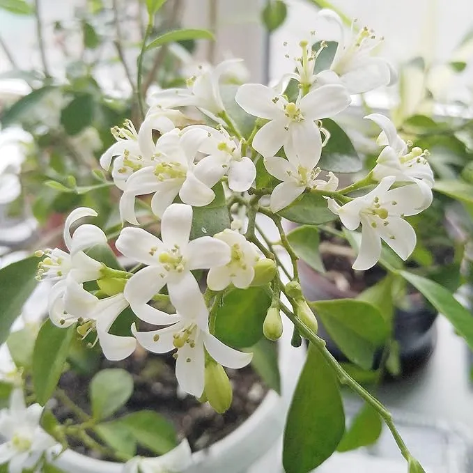Murraya paniculata Seeds – Orange Jessamine Evergreen Shrub for Hedges, Screens & Patio Containers