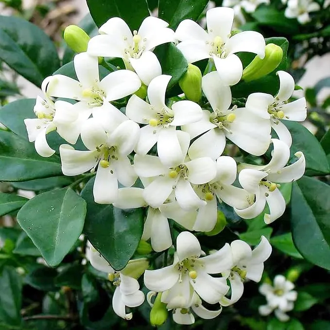 Murraya paniculata Seeds – Orange Jessamine Evergreen Shrub for Hedges, Screens & Patio Containers
