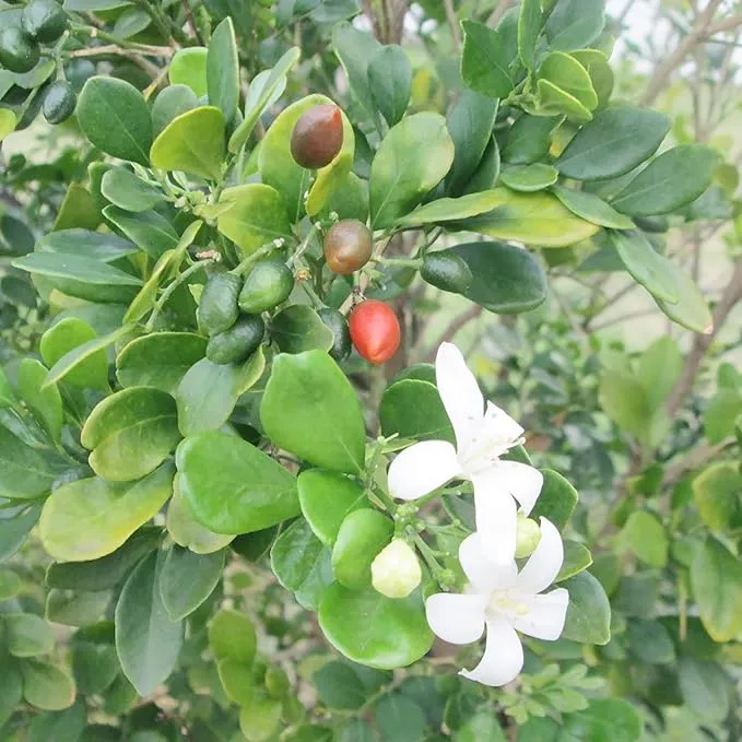 Murraya paniculata Seeds – Orange Jessamine Evergreen Shrub for Hedges, Screens & Patio Containers