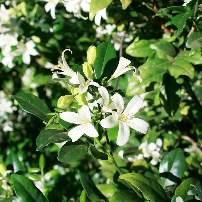 Murraya paniculata Seeds – Orange Jessamine Evergreen Shrub for Hedges, Screens & Patio Containers