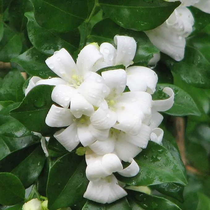 Murraya paniculata Seeds – Orange Jessamine Evergreen Shrub for Hedges, Screens & Patio Containers