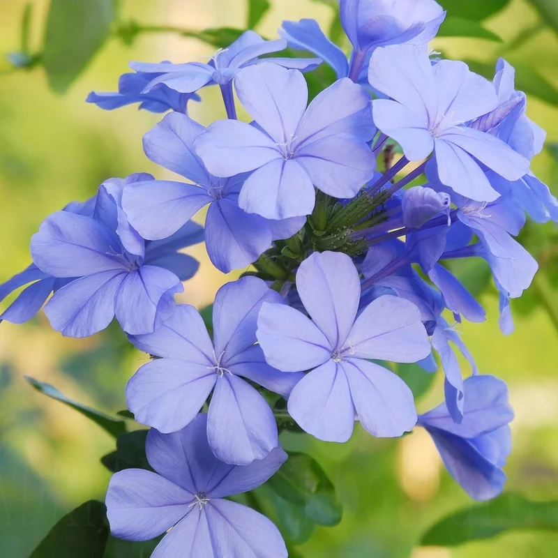 10 Pcs Blue Plumbago Seeds | Flowering Shrub | Vibrant Blue Flowers | Attracts Pollinators | Drought Tolerant & Low Maintenance | Ideal for Gardens and Landscapes