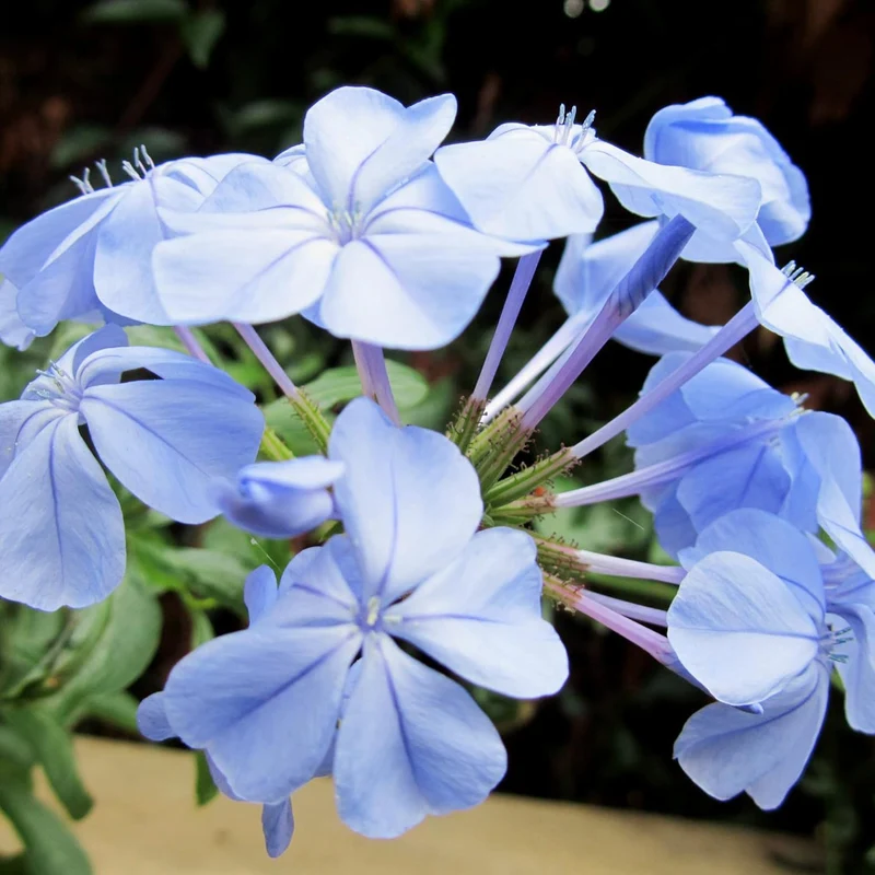 10 Pcs Blue Plumbago Seeds | Flowering Shrub | Vibrant Blue Flowers | Attracts Pollinators | Drought Tolerant & Low Maintenance | Ideal for Gardens and Landscapes