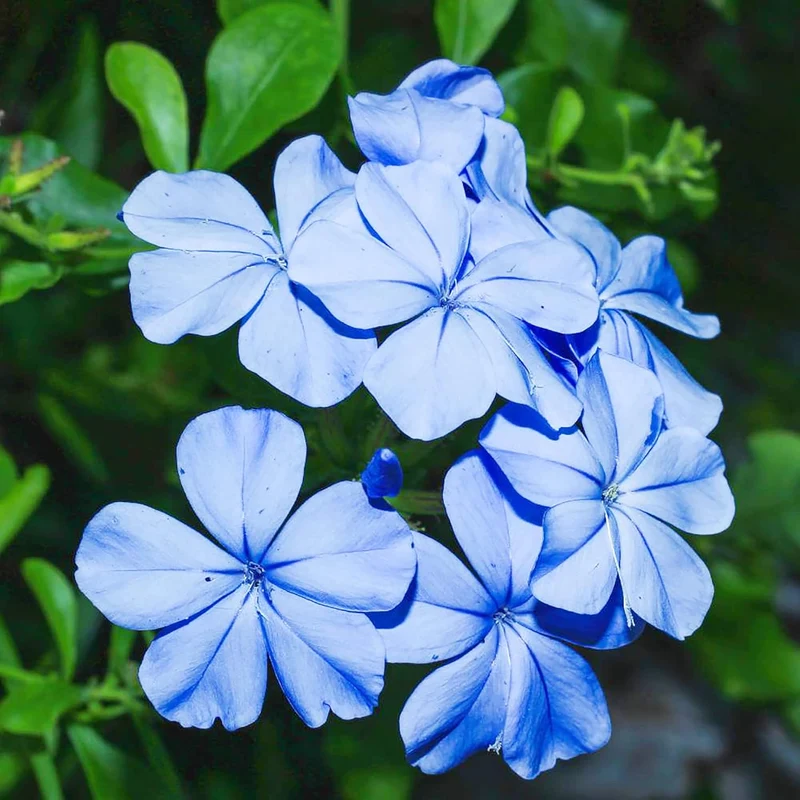 10 Pcs Blue Plumbago Seeds | Flowering Shrub | Vibrant Blue Flowers | Attracts Pollinators | Drought Tolerant & Low Maintenance | Ideal for Gardens and Landscapes