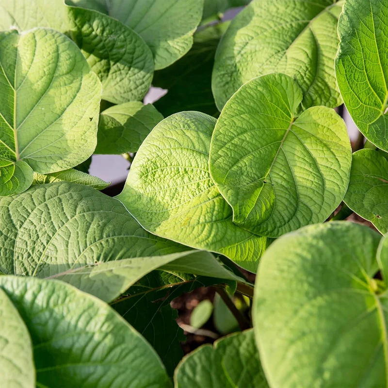 Piper Auritum Seeds Mexican Pepperleaf, Root Beer Plant,Tropical Climbing Perennial for Borders, Beds, Patio and Containers
