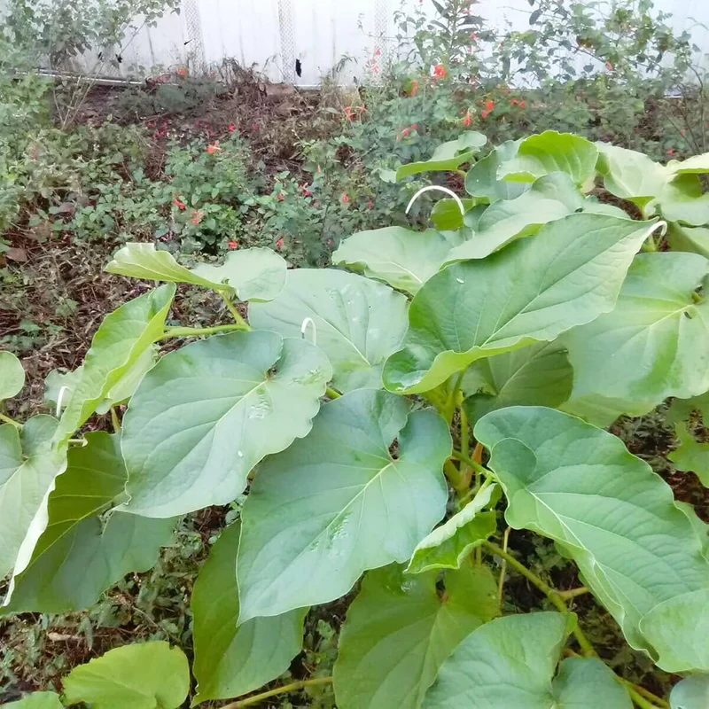 Piper Auritum Seeds Mexican Pepperleaf, Root Beer Plant,Tropical Climbing Perennial for Borders, Beds, Patio and Containers
