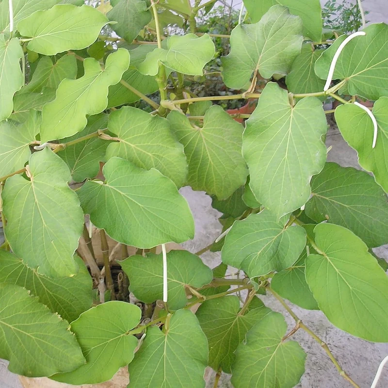 Piper Auritum Seeds Mexican Pepperleaf, Root Beer Plant,Tropical Climbing Perennial for Borders, Beds, Patio and Containers