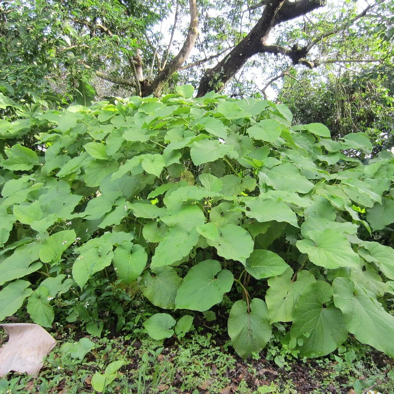 Piper Auritum Seeds Mexican Pepperleaf, Root Beer Plant,Tropical Climbing Perennial for Borders, Beds, Patio and Containers