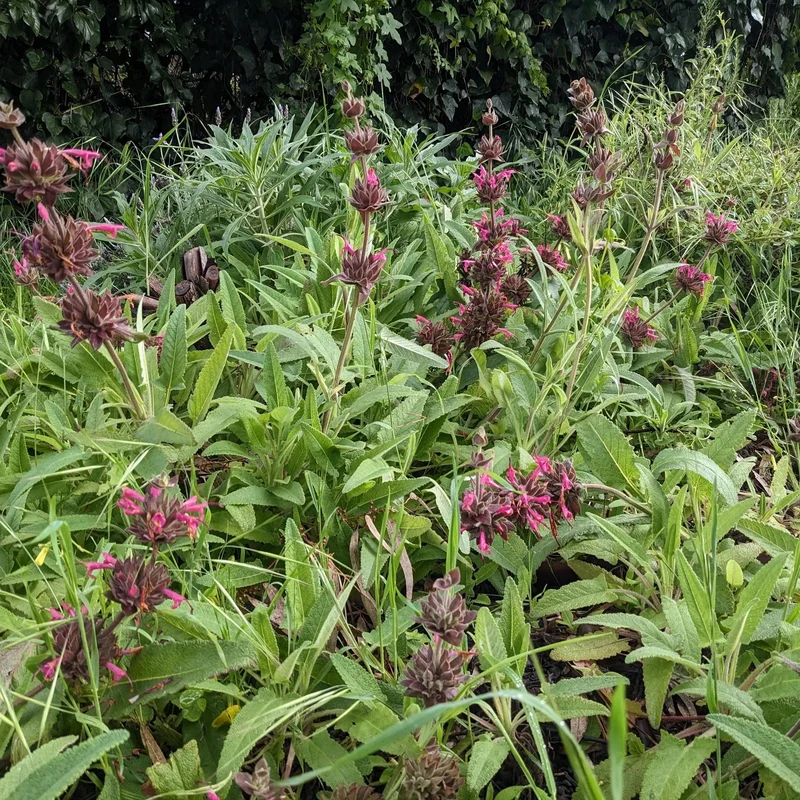 10 Pcs Salvia Spathacea Seeds Hummingbird Sage Perennial And Low Maintenance Fragrant, Deer And Drought Resistant Attracts Pollinators Perfect for Beds, Borders And Outdoor Gardens