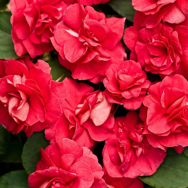 Double Impatiens Seeds Heat Tolerant, Well Branched Perennial, Grow as Annuals for Beds, Borders And Containers
